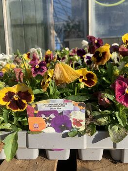 Pansy 'Delta Mix' 20 X Plant Pack, 5 of 5