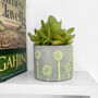 Crassula Ovata Money Maker Indoors Plant In 6cm Pot, thumbnail 5 of 7