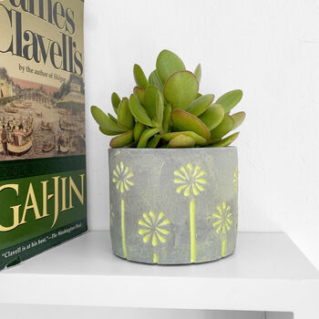 Crassula Ovata Money Maker Indoors Plant In 6cm Pot, 5 of 7