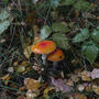 Autumn Foraging Walk For One In The South Downs, thumbnail 6 of 11
