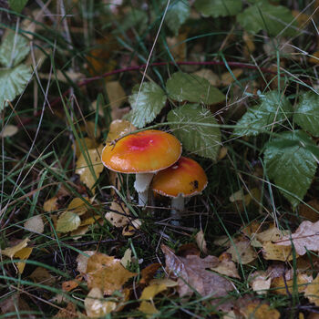 Autumn Foraging Walk For One In The South Downs, 6 of 11