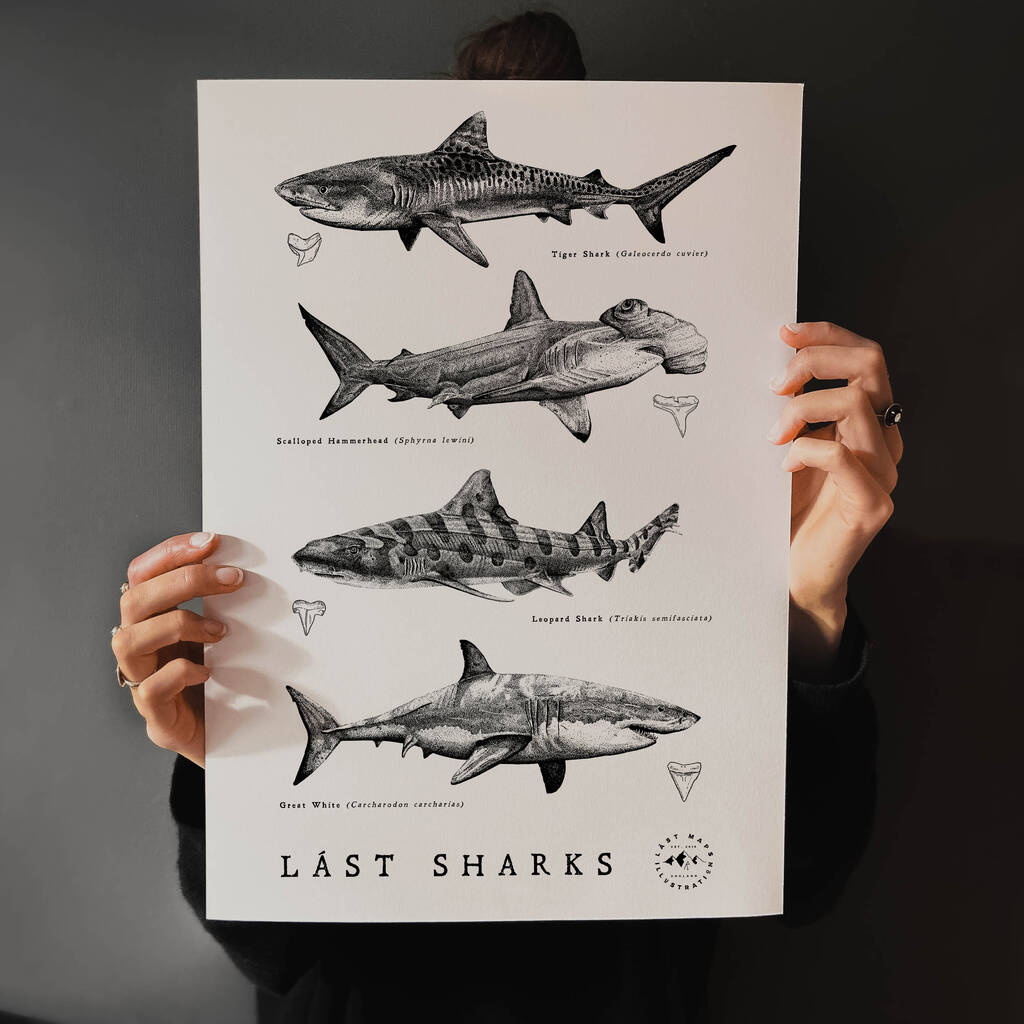 Shark Illustration Print, 1 of 8