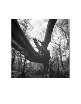 Fallen Tree, Thornham Walks Photographic Art Print, 3 of 4