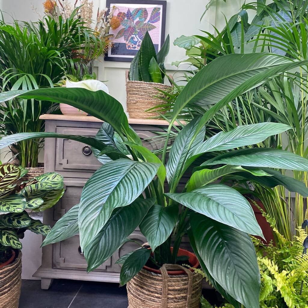 Giant Peace Lilly Sensation Rare House Plant By The Ginger Jungle