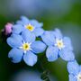 Bedding Plants Forget Me Not Blue Ball Six Plant Pack, thumbnail 5 of 5