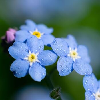 Bedding Plants Forget Me Not Blue Ball Six Plant Pack, 5 of 5