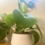 3D Printed Angled Plant Pot – Stylish And Sustainable, thumbnail 5 of 12