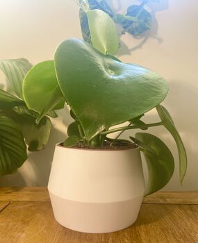 3D Printed Angled Plant Pot – Stylish And Sustainable, 5 of 12