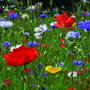 10 Wildflower Meadow Seed Packet Favours, thumbnail 6 of 6