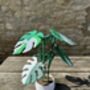 Monstera Variegata Plant With Six Leaf Coasters, thumbnail 2 of 11