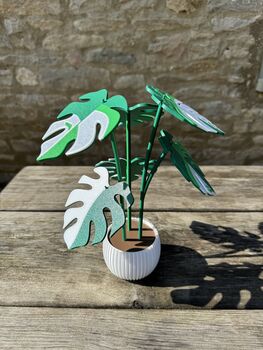 Monstera Variegata Plant With Six Leaf Coasters, 2 of 11