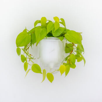 Flo, Self Watering Ceramic And Glass Wall Mount Planter, 3 of 12