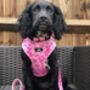 Dog Collar | Pink Princess, thumbnail 10 of 10