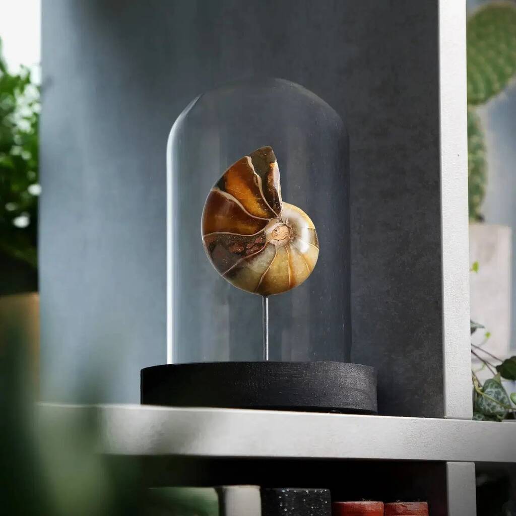 Nautilus Authentic Fossil Glass Dome Bell Jar, 1 of 1