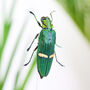 Ivory Banded Emerald Jewel Beetle Bell Jar, thumbnail 3 of 5