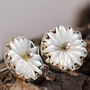 Daisy Flower Pearl And Sterling Silver Stud Earrings, thumbnail 3 of 4