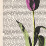 Tulip, Vintage Collection Print, thumbnail 2 of 4
