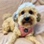 Old Garden Bloom Roses Puppy Or Dog Harness With Optional Set, thumbnail 10 of 12