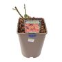 Rose 'Thank You' Bush Fragrant5.5 L Pot Garden Gift, thumbnail 3 of 8