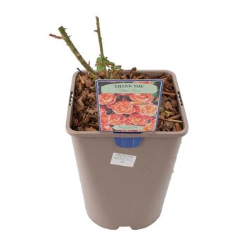 Rose 'Thank You' Bush Fragrant5.5 L Pot Garden Gift, 3 of 8