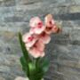 Peach Artificial Silk Orchid Flower Arrangement, thumbnail 6 of 6