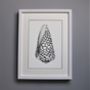 Framed Limited Edition Marble Cone Shell Giclee Print, thumbnail 3 of 6