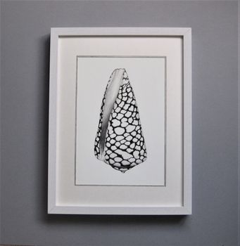 Framed Limited Edition Marble Cone Shell Giclee Print, 3 of 6