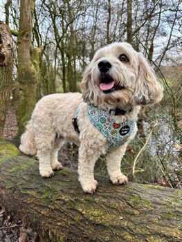 Iced Doughnuts And Coffee Dog Collar With Optional Set, 9 of 10