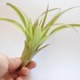 Air Plant Varieties Plant Gift For Plant Lover, thumbnail 5 of 12