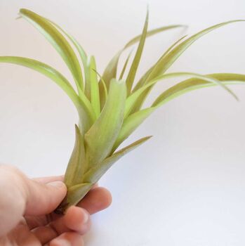 Air Plant Varieties Plant Gift For Plant Lover, 5 of 12