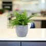 Boston Fern Nephrolepis In 12cm Ceramic Pot, thumbnail 9 of 9