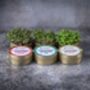 Organic Microgreen Tin Set Growing Kit | Brassica, thumbnail 2 of 2