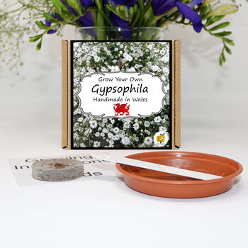 Gardening Gift. Gypsophila Flowers Growing Kit, 2 of 4