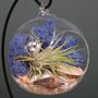 Diy Air Plant Terrarium Kit Hanging Terrarium Gift, thumbnail 2 of 10