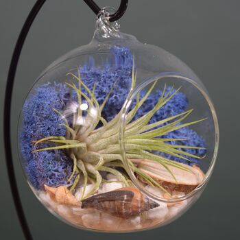 Diy Air Plant Terrarium Kit Hanging Terrarium Gift, 2 of 10