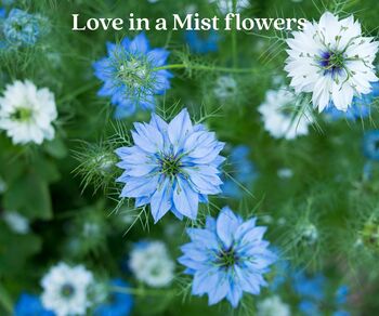 Love Gift Box With Seeds, Rose Quartz, Coaster And Inspirational Postcard – Letterbox Gift, 7 of 7