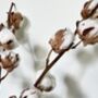 Dried Cotton Branches, thumbnail 2 of 2