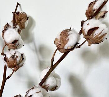 Dried Cotton Branches, 2 of 2