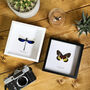Helena Morpho Butterfly Entomology Handcrafted Frame, thumbnail 2 of 3