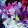 10 'Grow With Love’ Sweet Pea Baby Shower Favours, thumbnail 6 of 6