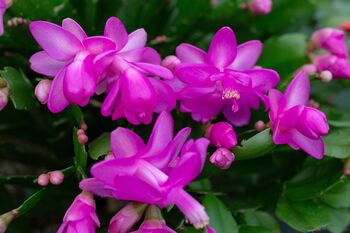 Christmas Cactus 'Purple Dancer' One X 13cm Pot, 5 of 11