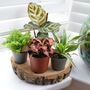 Cute Baby Terrarium Plants Plants Home Office Decor, thumbnail 2 of 5