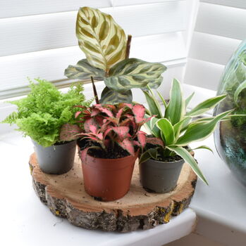 Cute Baby Terrarium Plants Plants Home Office Decor, 2 of 5