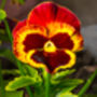 Pansy 'Fire Surprise' 20 X Full Plant Pack, thumbnail 5 of 5