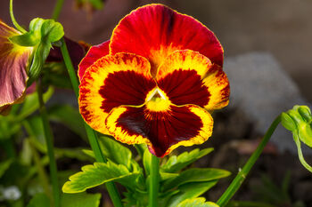 Pansy 'Fire Surprise' 20 X Full Plant Pack, 5 of 5