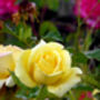 Rose Sweet Lizzie, Personalised Named Gift Rose, thumbnail 2 of 2