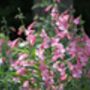 Penstemon 'Phoenix Apple Blossom' Three Plants 9cm Pots, thumbnail 1 of 3