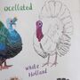 Gobblers Apron, thumbnail 6 of 7