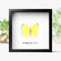 Straight Line Sulphur Insect Bug Moth Butterfly Box Frame Entomology Taxidermy Interior Design Modern Home Decor Wall Hanging Gift Ornament, thumbnail 1 of 3