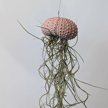 Jellyfish Airplant Spanish Moss Gift For Plant Lover, 6 of 8
